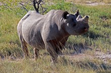 Селфдрайв по национальному парку Этоша. Вечерняя проба