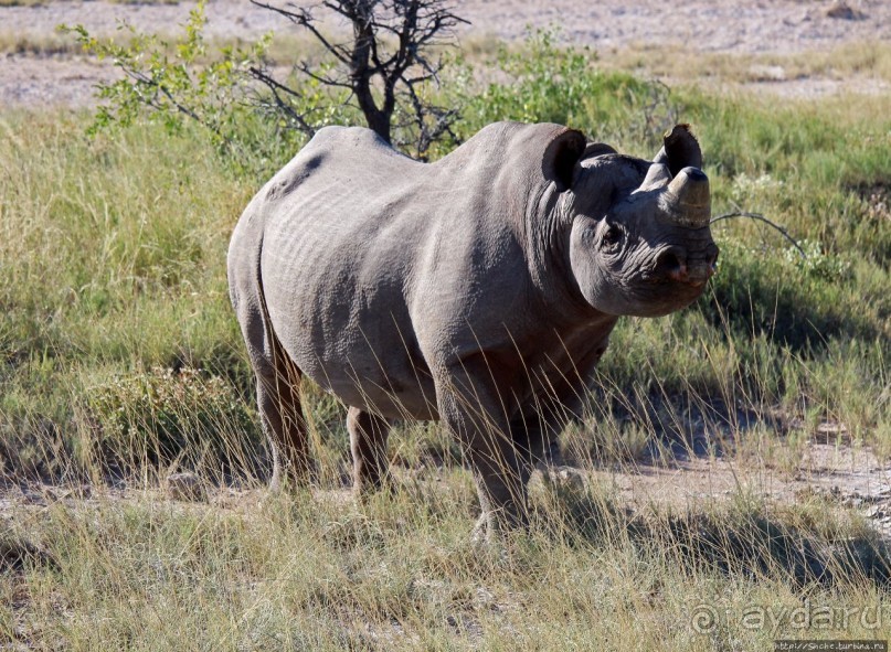 Селфдрайв по национальному парку Этоша. Вечерняя проба