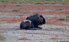 Селфдрайв по национальному парку Этоша. Вечерняя проба