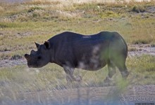 Селфдрайв по национальному парку Этоша. Вечерняя проба