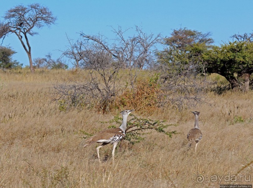 Селфдрайв по национальному парку Этоша. Вечерняя проба