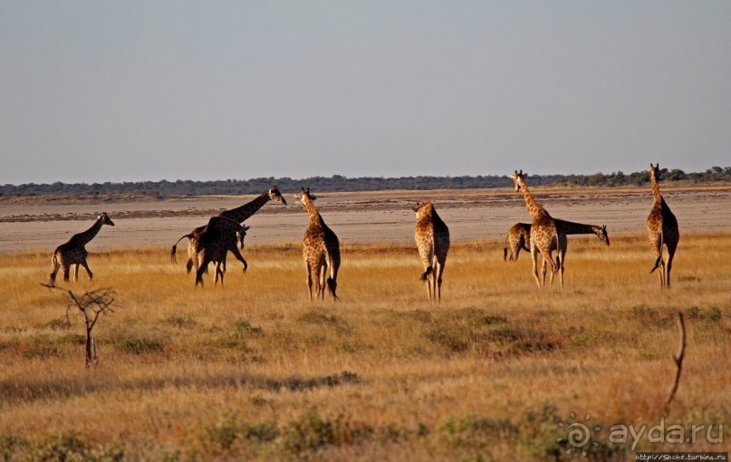 Селфдрайв по национальному парку Этоша. Вечерняя проба