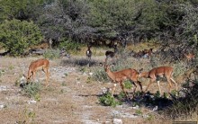 Селфдрайв по национальному парку Этоша. Вечерняя проба