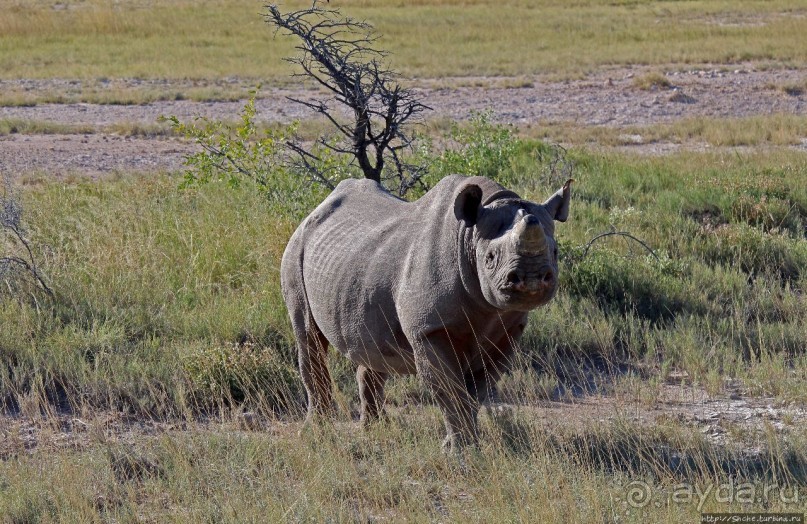 Селфдрайв по национальному парку Этоша. Вечерняя проба