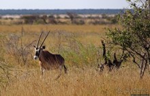 Селфдрайв по национальному парку Этоша. Вечерняя проба