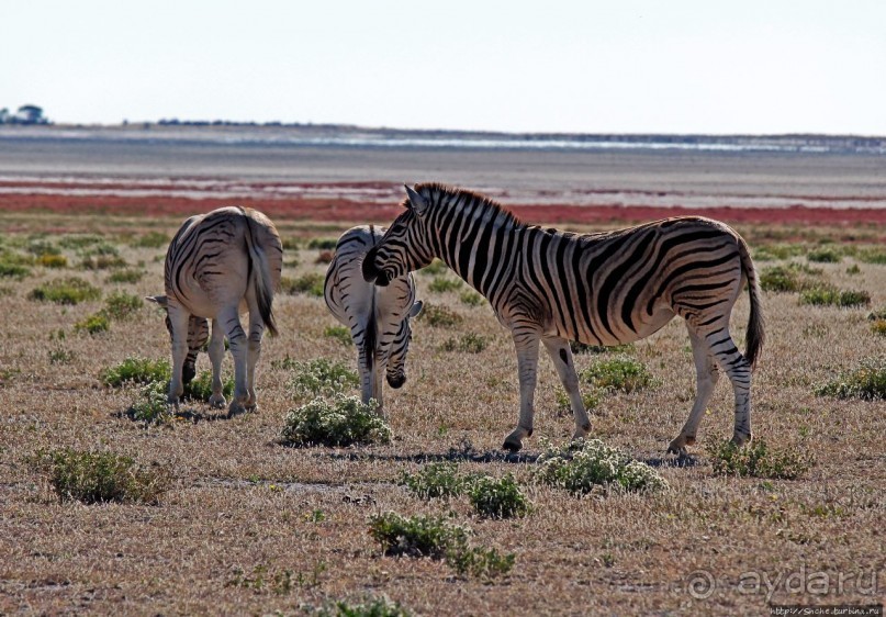 Селфдрайв по национальному парку Этоша. Вечерняя проба