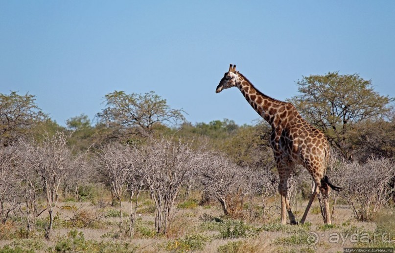 Селфдрайв по национальному парку Этоша. Вечерняя проба