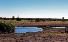 Селфдрайв по национальному парку Этоша. Вечерняя проба