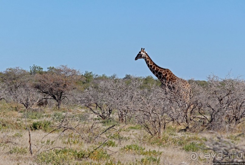 Селфдрайв по национальному парку Этоша. Вечерняя проба