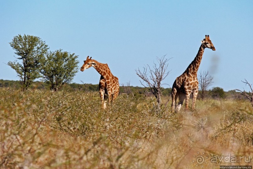 Селфдрайв по национальному парку Этоша. Вечерняя проба