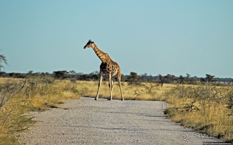 Селфдрайв по национальному парку Этоша. Вечерняя проба