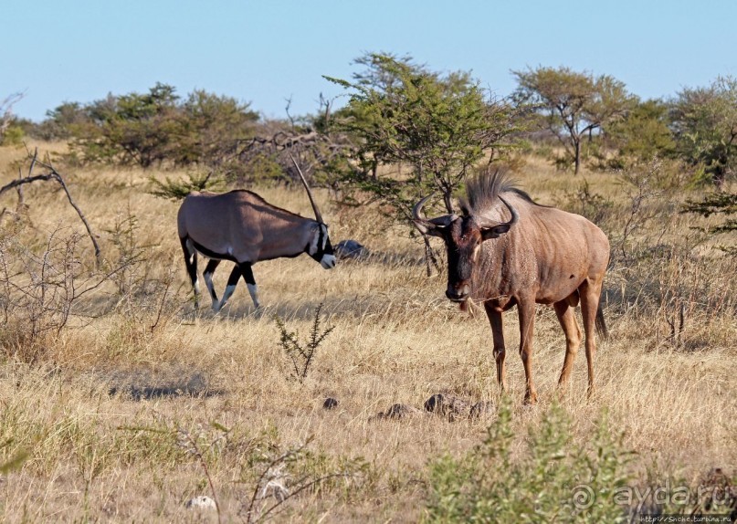 Селфдрайв по национальному парку Этоша. Вечерняя проба