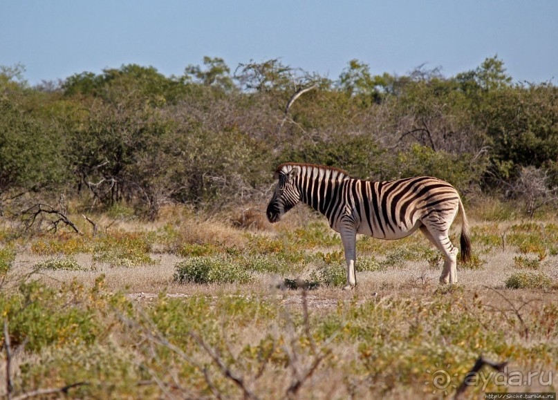 Селфдрайв по национальному парку Этоша. Вечерняя проба
