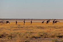 Селфдрайв по национальному парку Этоша. Вечерняя проба