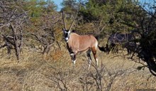 Селфдрайв по национальному парку Этоша. Вечерняя проба