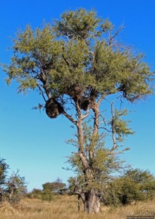 Селфдрайв по национальному парку Этоша. Вечерняя проба