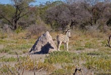 Селфдрайв по национальному парку Этоша. Вечерняя проба