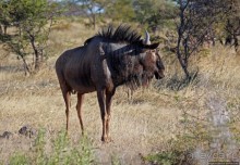 Селфдрайв по национальному парку Этоша. Вечерняя проба