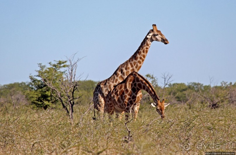 Селфдрайв по национальному парку Этоша. Вечерняя проба