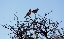 Селфдрайв по национальному парку Этоша. Вечерняя проба