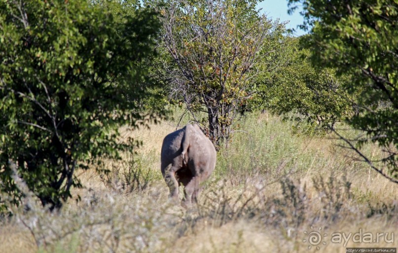 Селфдрайв по национальному парку Этоша. Вечерняя проба