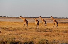 Селфдрайв по национальному парку Этоша. Вечерняя проба
