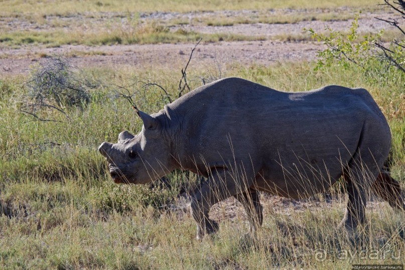 Селфдрайв по национальному парку Этоша. Вечерняя проба