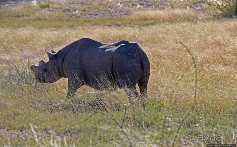 Селфдрайв по национальному парку Этоша. Вечерняя проба