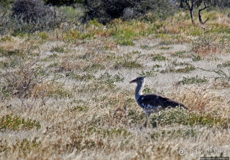 Селфдрайв по национальному парку Этоша. Вечерняя проба