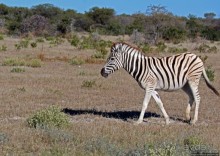 Селфдрайв по национальному парку Этоша. Вечерняя проба