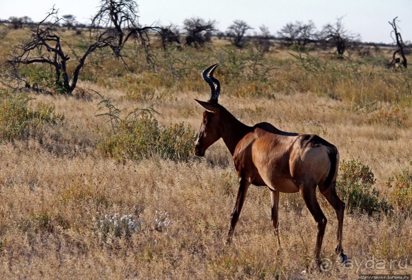 Селфдрайв по национальному парку Этоша. Вечерняя проба