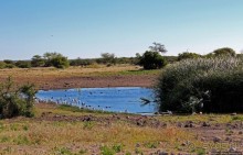 Селфдрайв по национальному парку Этоша. Вечерняя проба