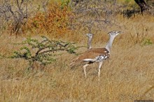 Селфдрайв по национальному парку Этоша. Вечерняя проба