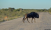 Селфдрайв по национальному парку Этоша. Вечерняя проба