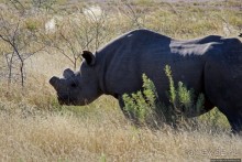 Селфдрайв по национальному парку Этоша. Вечерняя проба