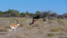 Селфдрайв по национальному парку Этоша. Вечерняя проба