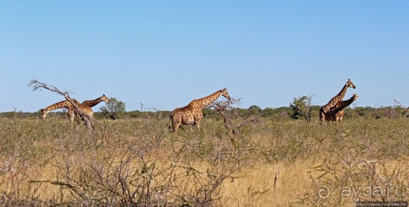 Селфдрайв по национальному парку Этоша. Вечерняя проба
