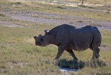 Селфдрайв по национальному парку Этоша. Вечерняя проба