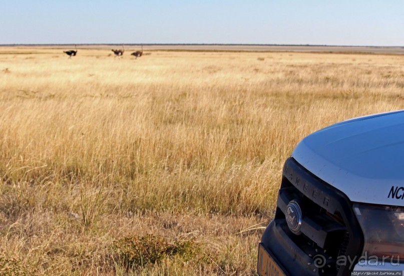 Селфдрайв по национальному парку Этоша. Вечерняя проба