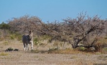 Селфдрайв по национальному парку Этоша. Вечерняя проба