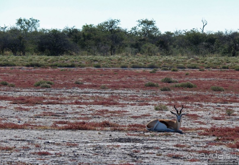 Селфдрайв по национальному парку Этоша. Вечерняя проба