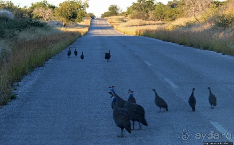 Селфдрайв по национальному парку Этоша. Вечерняя проба