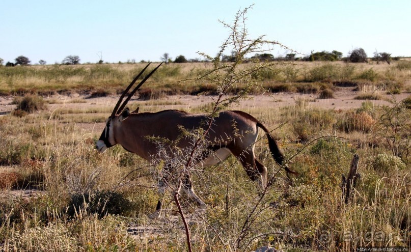 Селфдрайв по национальному парку Этоша. Вечерняя проба
