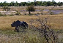 Селфдрайв по национальному парку Этоша. Вечерняя проба