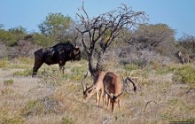 Селфдрайв по национальному парку Этоша. Вечерняя проба