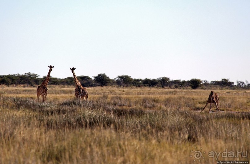 Селфдрайв по национальному парку Этоша. Вечерняя проба