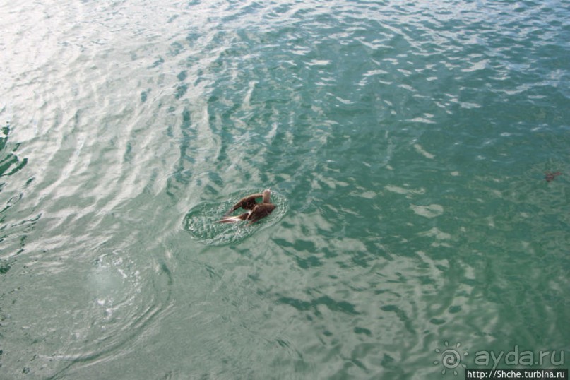 Первая встреча с голубоногой олушей