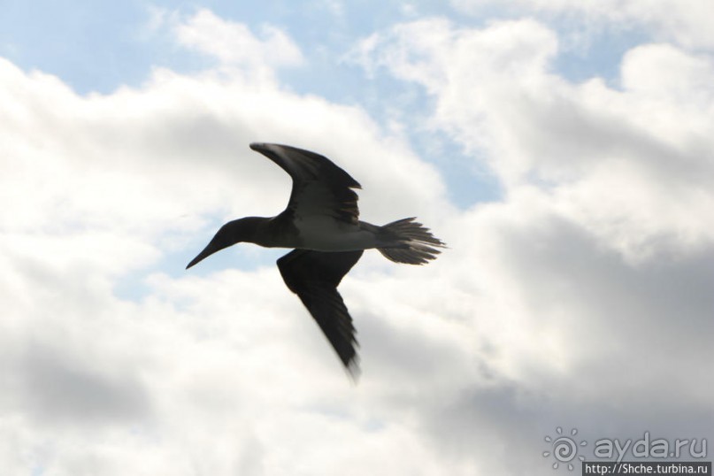 Первая встреча с голубоногой олушей