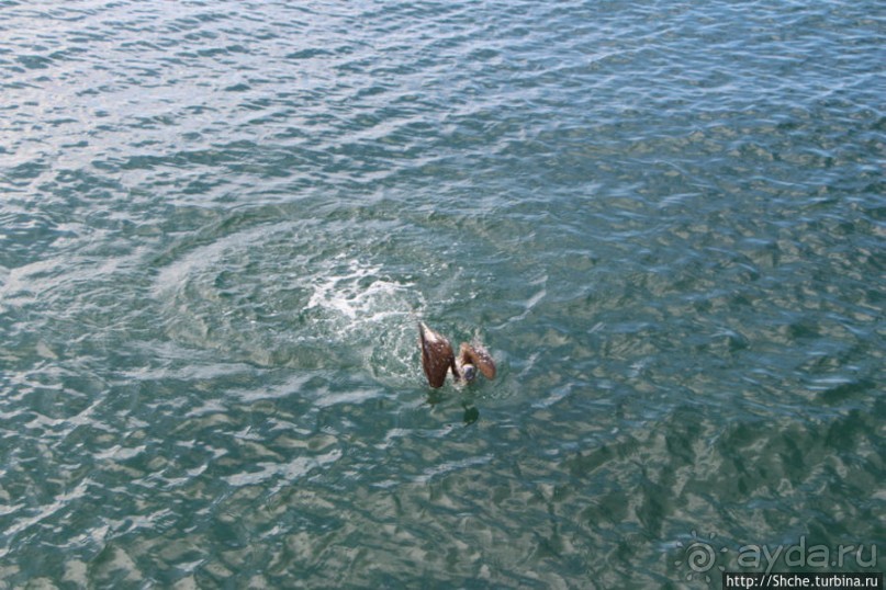 Первая встреча с голубоногой олушей