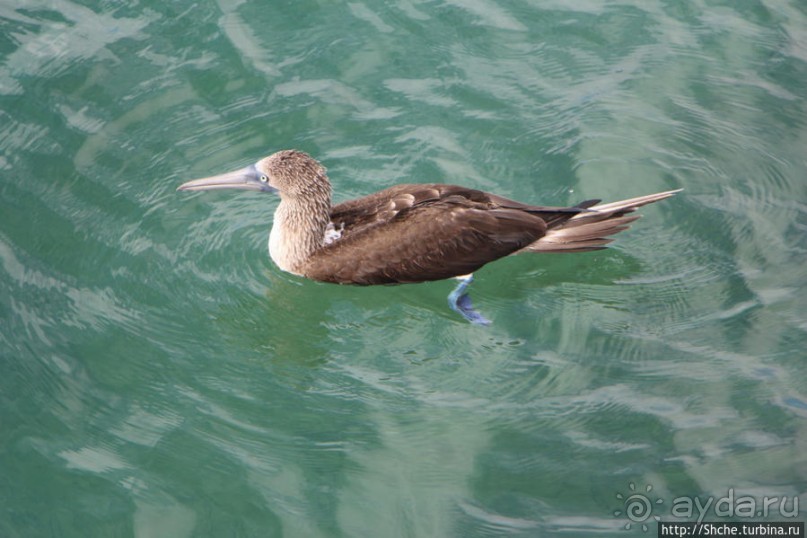 Первая встреча с голубоногой олушей